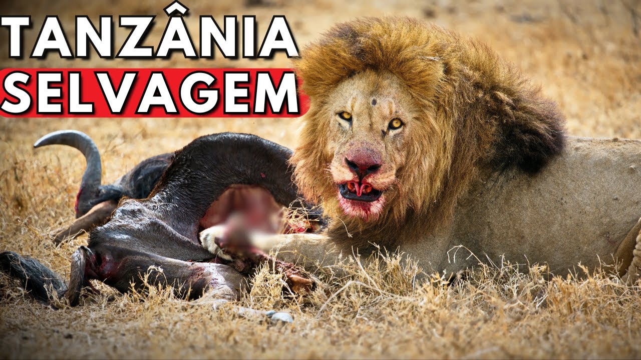 TANZÂNIA BRUTAL | Predadores Ferozes e tribos ancestrais - DOCUMENTÁRIO COMPLETO em 4K