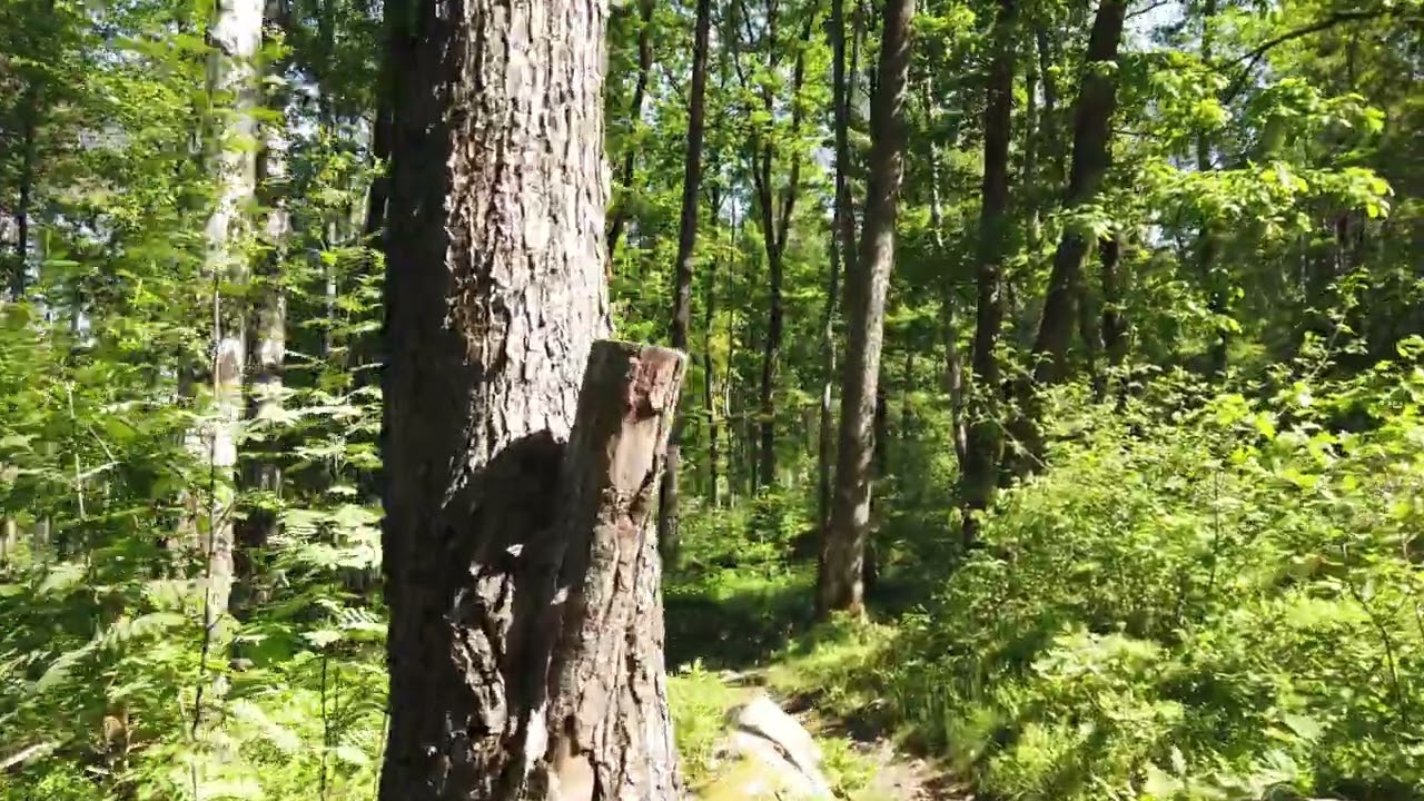 Why is it that so many senior developers hate coding interviews?