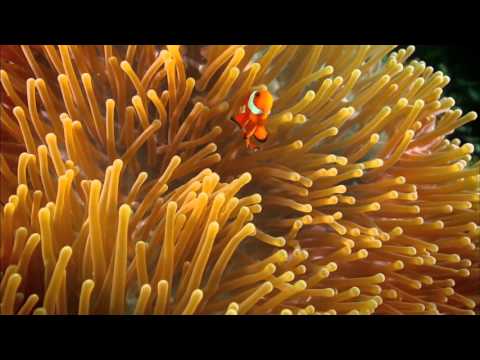 Priče s istoka 121 - Posljednji koralni greben - Subota 17:00