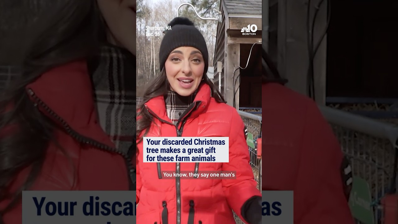 Your discarded Christmas tree could make a great gift for these goats