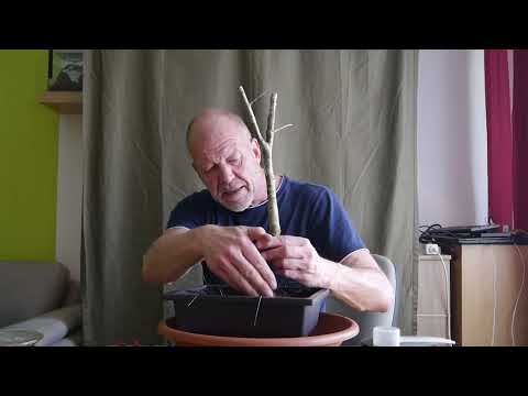 Quercus Robur, die erste Eiche 2022