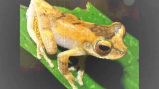 Ilpo feat. Rick Holland - Tailless Amphibian