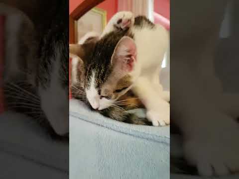 Titty non vuole scendere dalla gabbia dell'uccellino #cats #funnycat #gattini #gattidivertenti