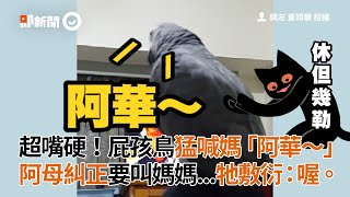 [灑花] 灰鸚鵡也太厲害了吧！