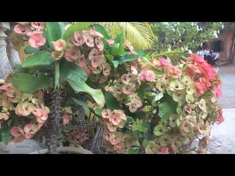 Flowers in Heng Samren PreyLovea High School