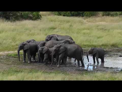 Djuma: Elephant herd comes for cool drink and splash - 14:17 - 03/19/19