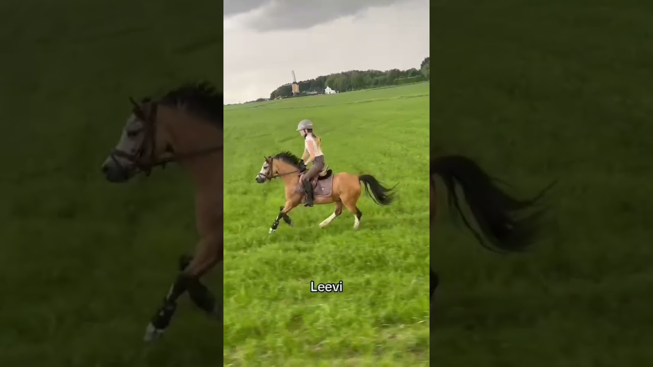 Zeemeeuws Star video 3
