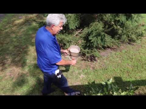 New Homeowner Has Ants in Silverton, NJ