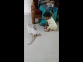 Angry cat tries to bite playful child.