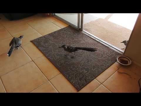 5 Roadrunners in the kitchen!!!