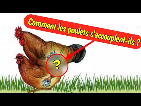 , title : 'Comment les poulets s'accouplent-ils ? Les secrets de l'accouplement entre un coq et une poule'