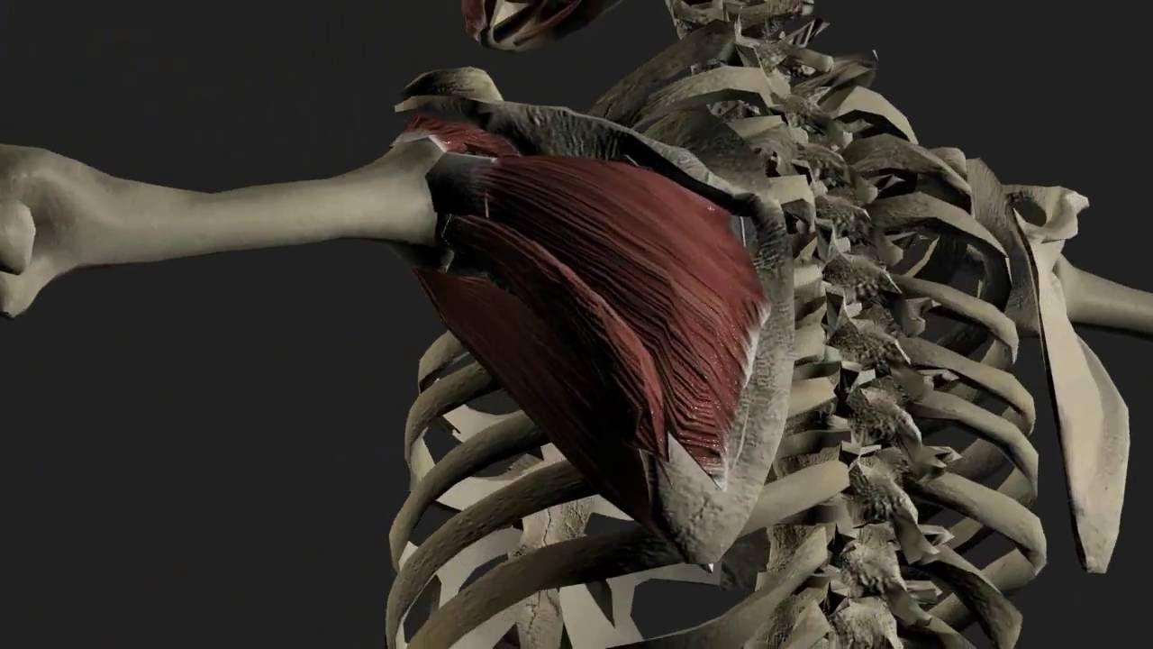The Rotator Cuff