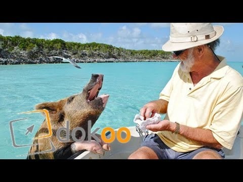 Am Rande des Atomkrieges - Kubakrise 1962