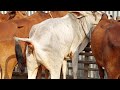 Cow Potty Beautiful Few Cow In A Place Cow Pooping Cow Dung And Cow Videos At Afternoon In Summer
