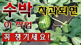 [텃밭농부. 1,116]  수박이 열리면 이 작업 잊지 말고 해 주세요! #수박착과 #수박재배