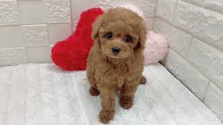 トイプードルの動画01