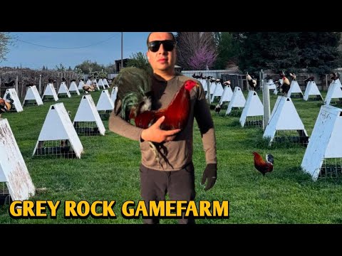 Dan Gray Roundhead Chocolate Greys Albany - GREY ROCK FARM