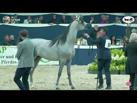 N 58 D SHAHHAR   AACHEN 2022   38° All Nations Cup   Colts 2 Years Old Class 4