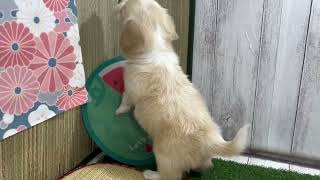 ハーフ犬の動画01