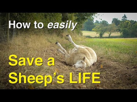 How You Could Easily Save a Sheep's Life