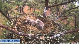 berry eagles march 11