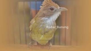 Download lagu Suara Burung Cucak Jenggot Ganas Terbaru 2018 mp3