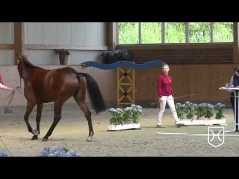 RD15 Holsteiner Stute von Cascadello I - Landgraf I - Calypso I