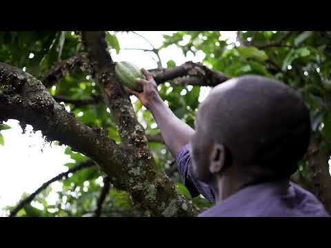 How can a chocolate bar help people and nature?