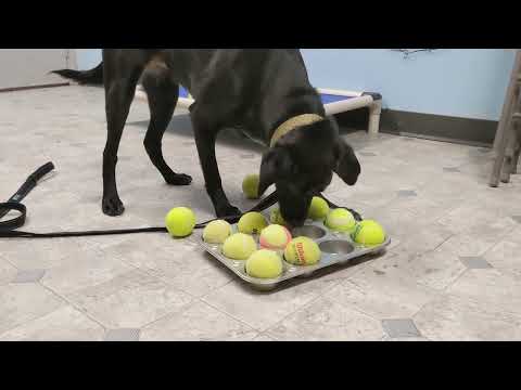 Sweet Pea, an adopted Labrador Retriever Mix in Danbury, CT_image-1