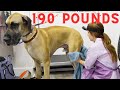 Close Quarters With A Growling Great Dane