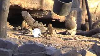 monkey business