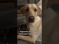 Sounds That Make Dogs Go Crazy Dog