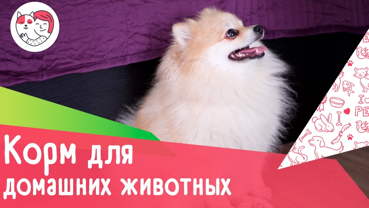 7 популярных вопроса про корм для домашних животных