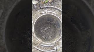 Active Termites in a bait station we installed 