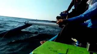 preview picture of video 'Green jobfish jigging fishing in selat bali'