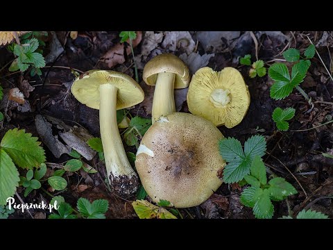 Gąska liściowata (Tricholoma frondosae) - sobowtór gąski zielonki