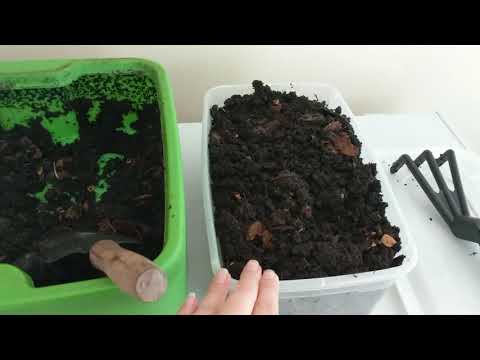 Hot Frog Living Composter Day 142 - Original Tier Black Gold Harvest  - Vermicomposting