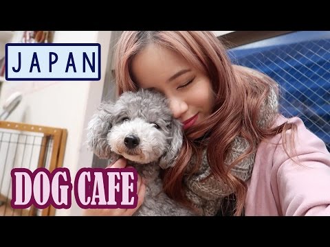 download lagu mp3 mp4 Puppy Cafe, download lagu Puppy Cafe gratis, unduh video klip Puppy Cafe