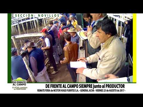 DE FRENTE AL CAMPO junto al SECTOR GANADERO - REMATE NHF SA-NOVILLOS-