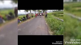 Download lagu Drak liar Paiton kotaanyar SL team vs AYAM balap antar gengsi mp3