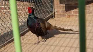 preview picture of video '영국꿩 (English pheasant, Phasianus colchicus)'