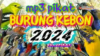 Download lagu mp3 pikat burung terbaru,sogon sirpu, prenjak ,kutilang,Kolibri auto ngumpul mp3