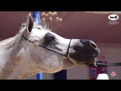 N 115 PEGAZE J   Mediterranean and Arab Countries AHC   Menton 2022   Stallions 4 7 Years Old Class