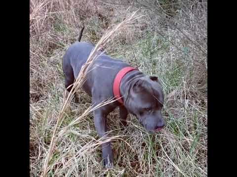 Backwood Hero checking the fence line 💪💪