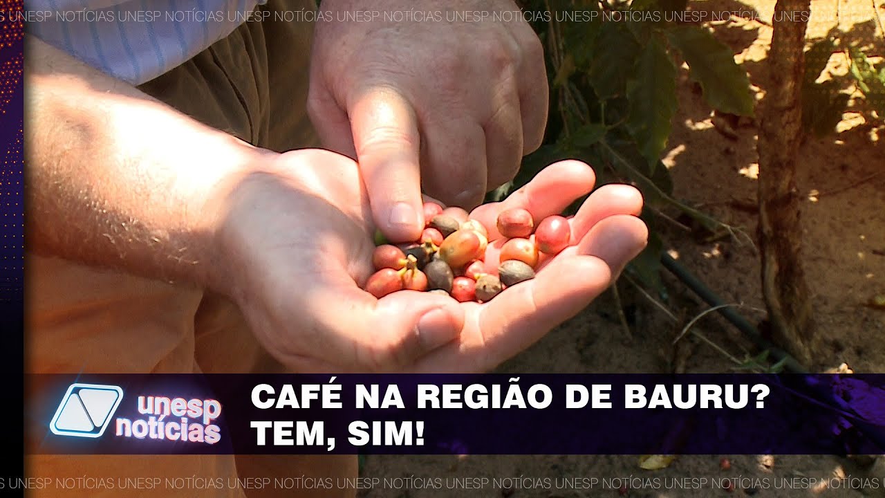Os desafios de se plantar café na região de Bauru