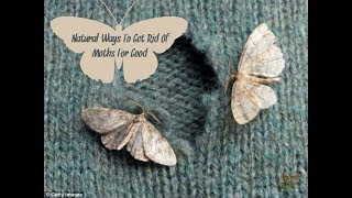 Natural Ways To Get Rid of Moths For Good