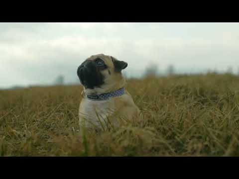 Dog video