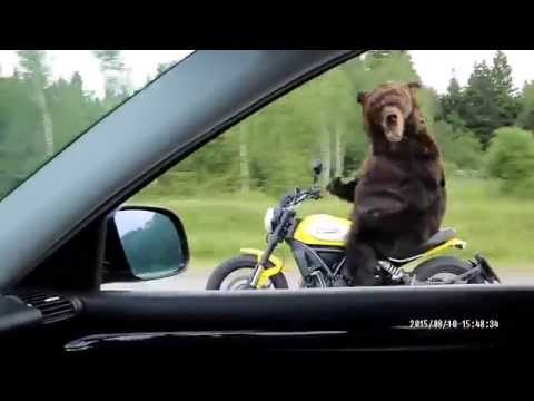 Crazy russian bear drive motorbike (meanwhile in Russia)