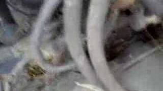 Vacuum lines on a courier
