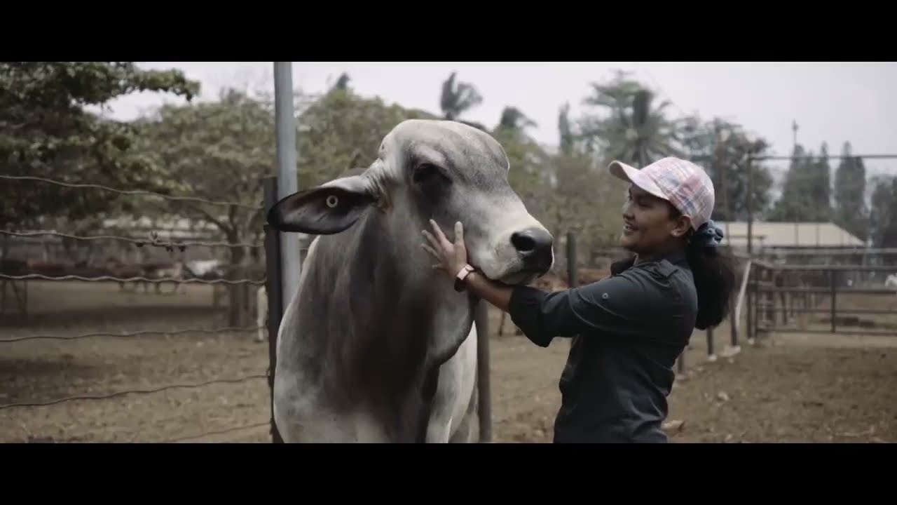 The Australia-Indonesia livestock export relationship